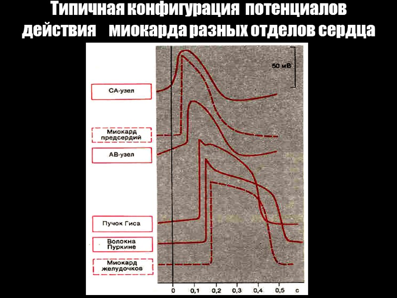 Типичная конфигурация  потенциалов  действия    миокарда разных отделов сердца Ек